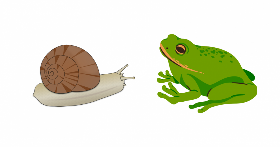 Schnecke und Frosch